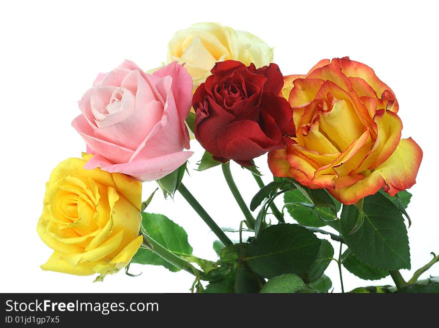 Five roses on a white background. Five roses on a white background.