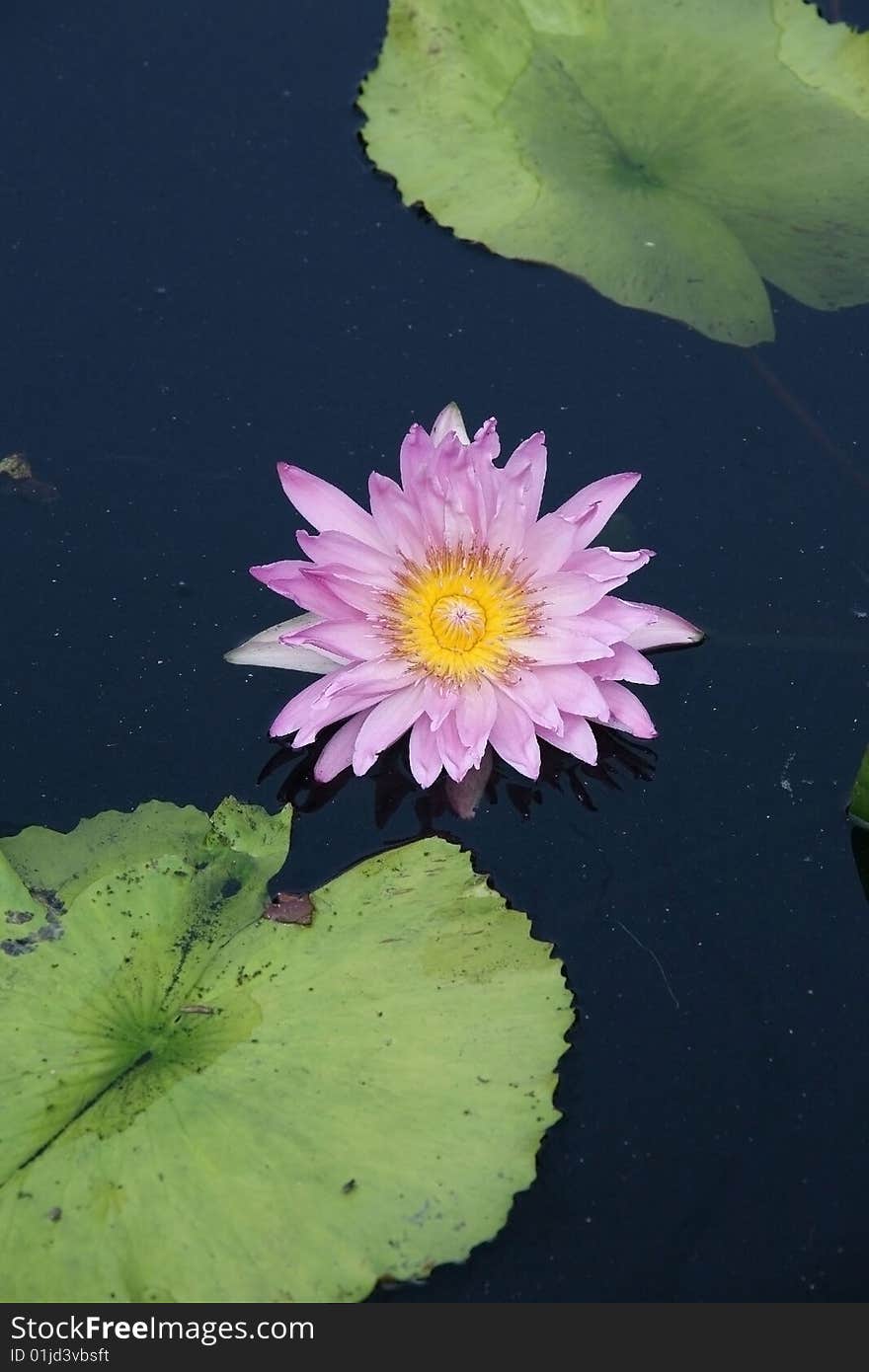 Tropical lotus in small pond