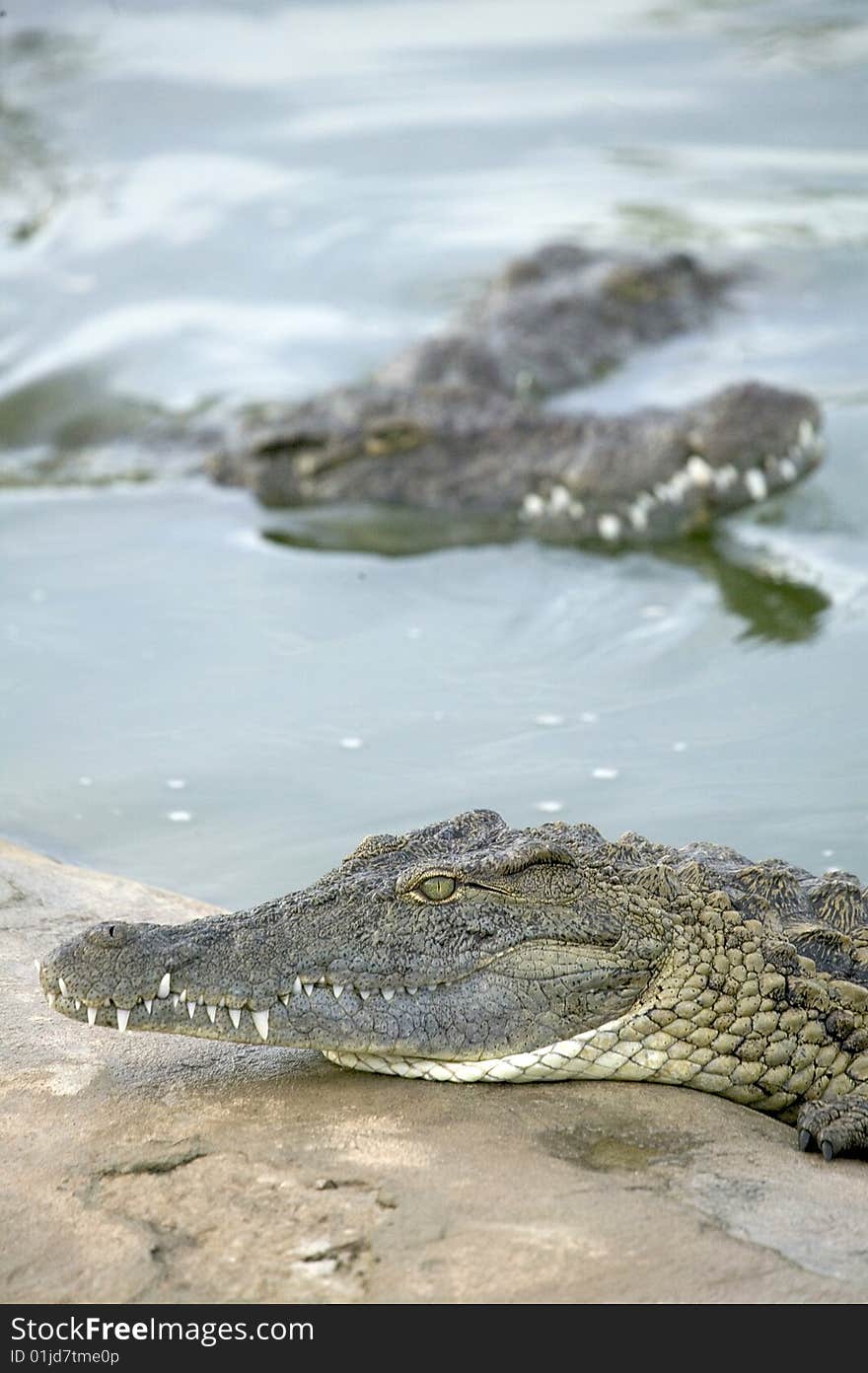 Salt Water Crocodile