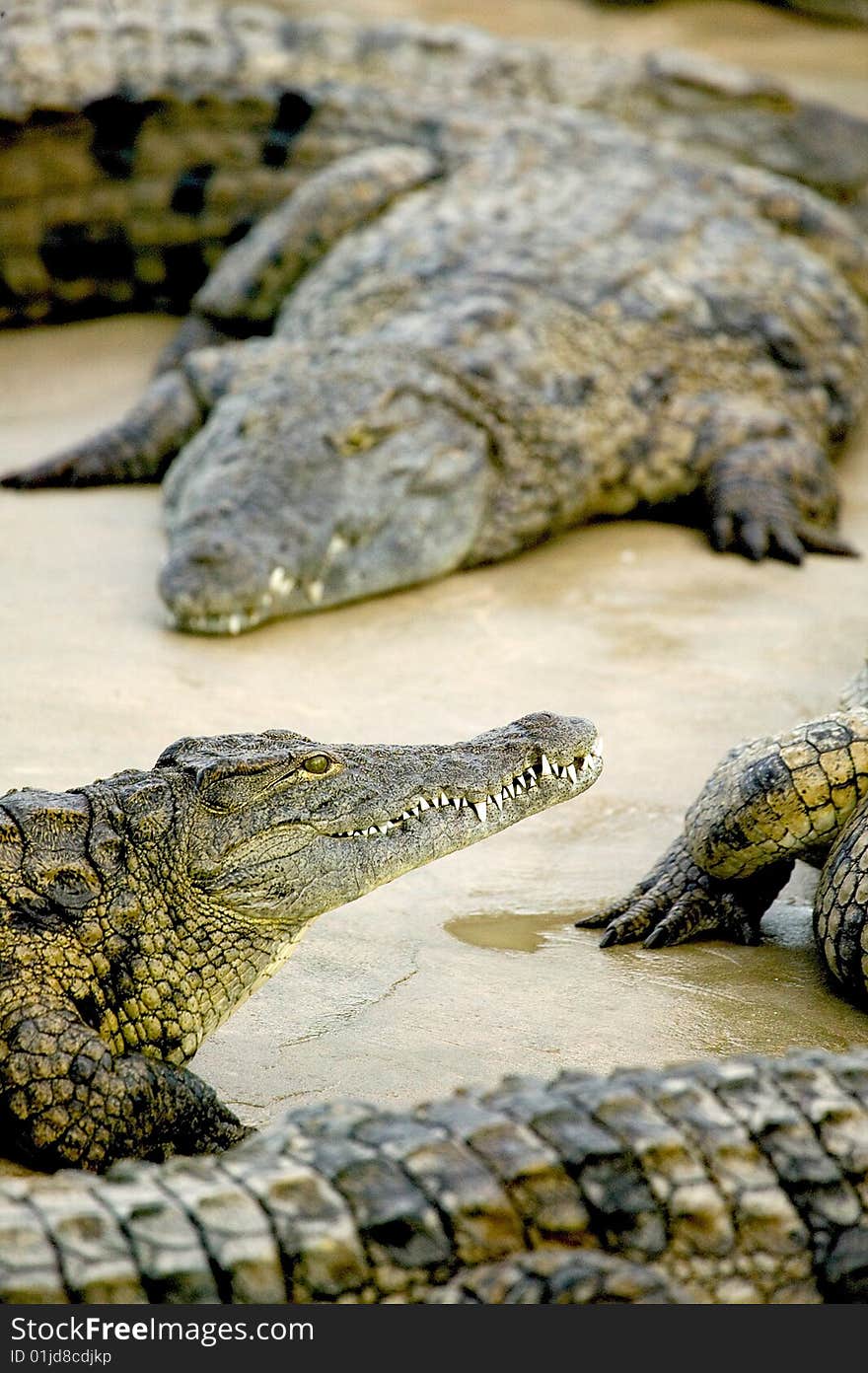 Salt Water Crocodile