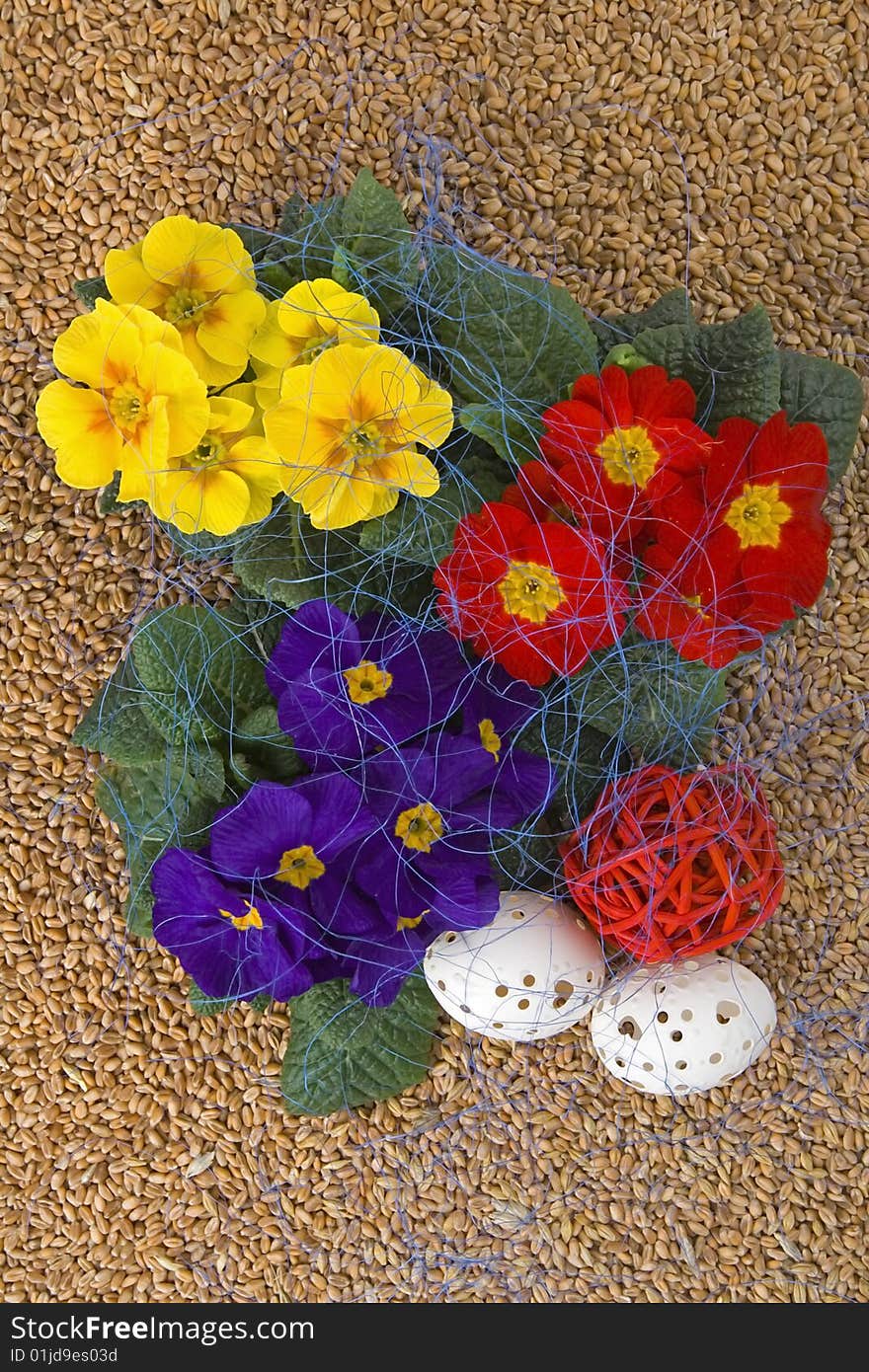 Easter retirement primrose,Easter egg against a background from corn.