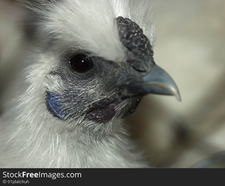 Chicken portrait on blured background