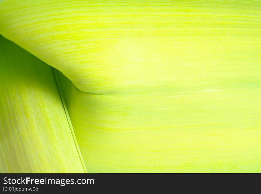 Leek, background.