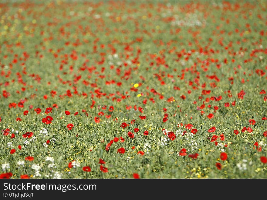 Poppies