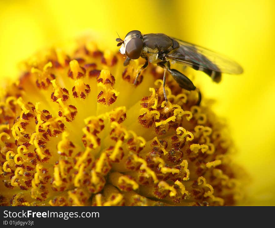 Fly Collecting Pollen On Flower