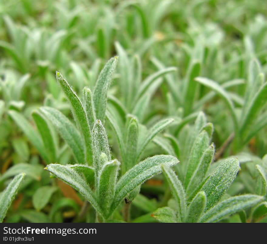 Dismissed first green foliage of spring plants, closeup