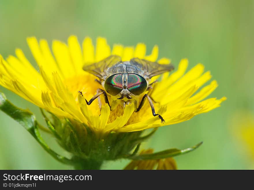 Macro shot of gadfly on dandelion