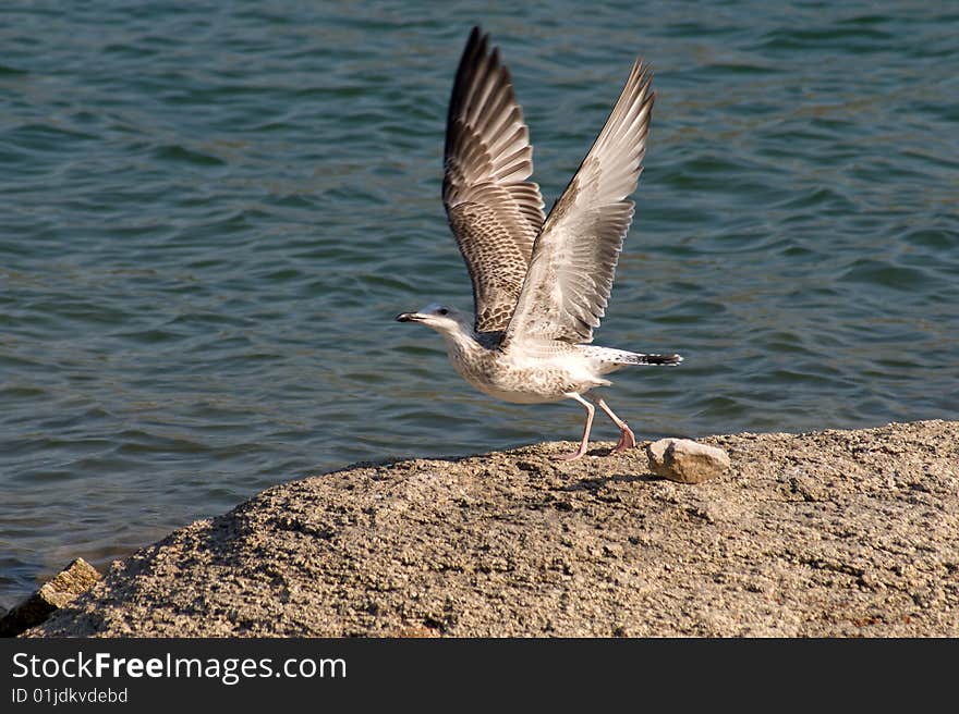 Seagull on the coast