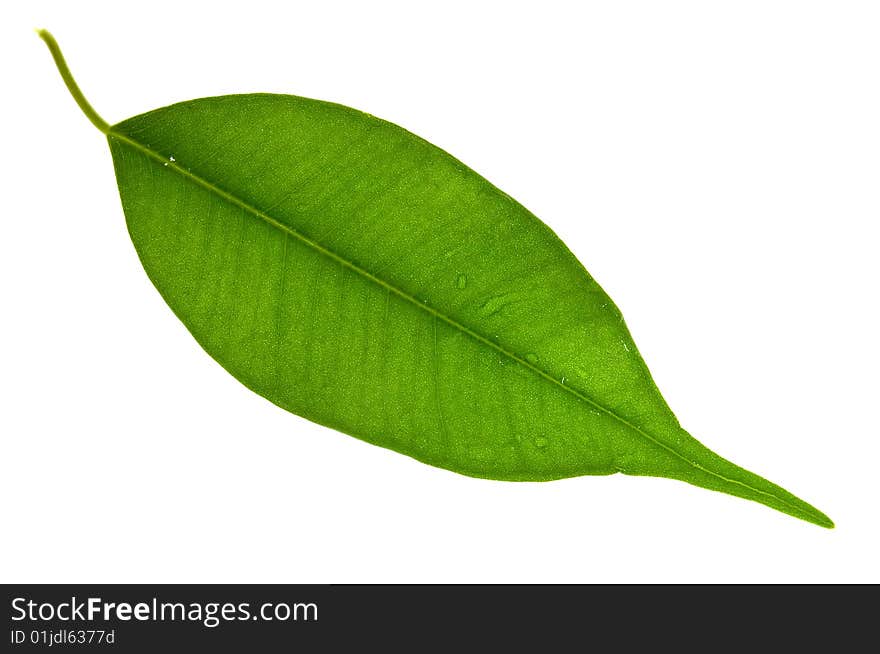 Fresh green leaf isolated on a white