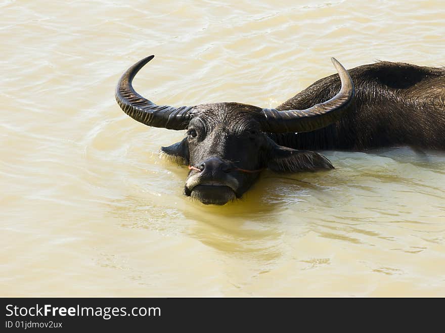 Waterbuffalo