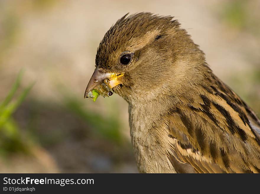 House Sparrow (Passer domesticus)