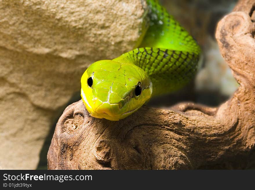 Red Tailed Racer (Gonyosoma oxycephala) - detail of head