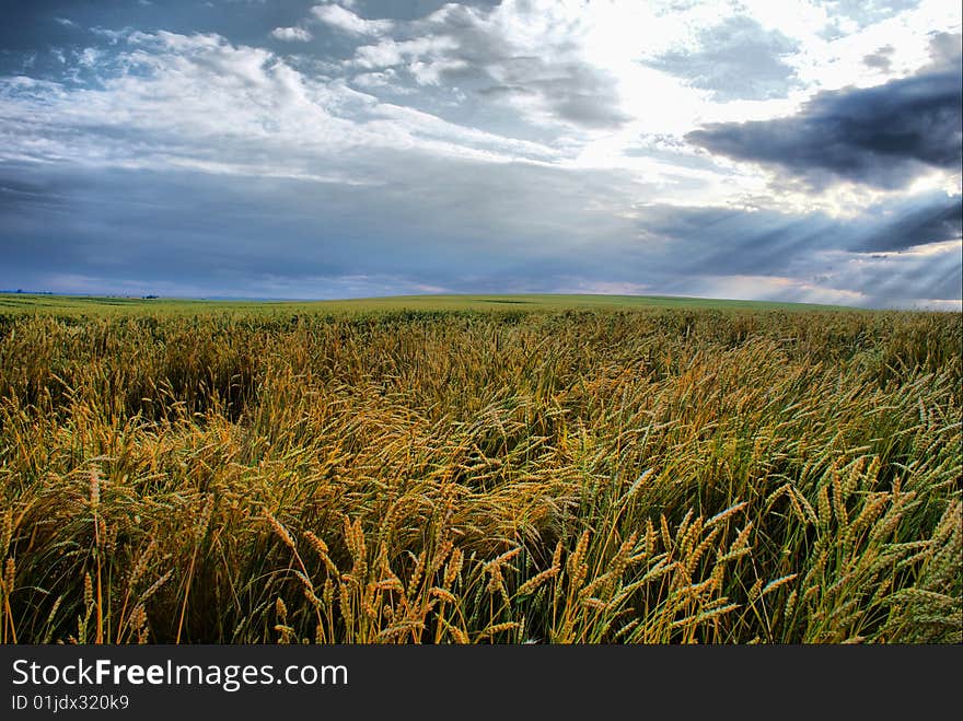 Wheat Field