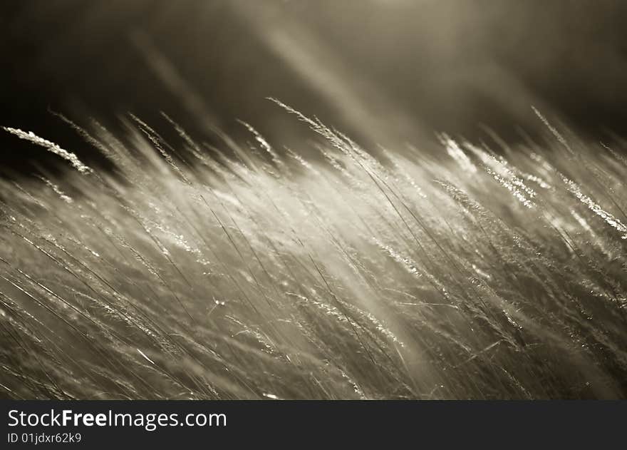 Grainfield with sun and with wind.