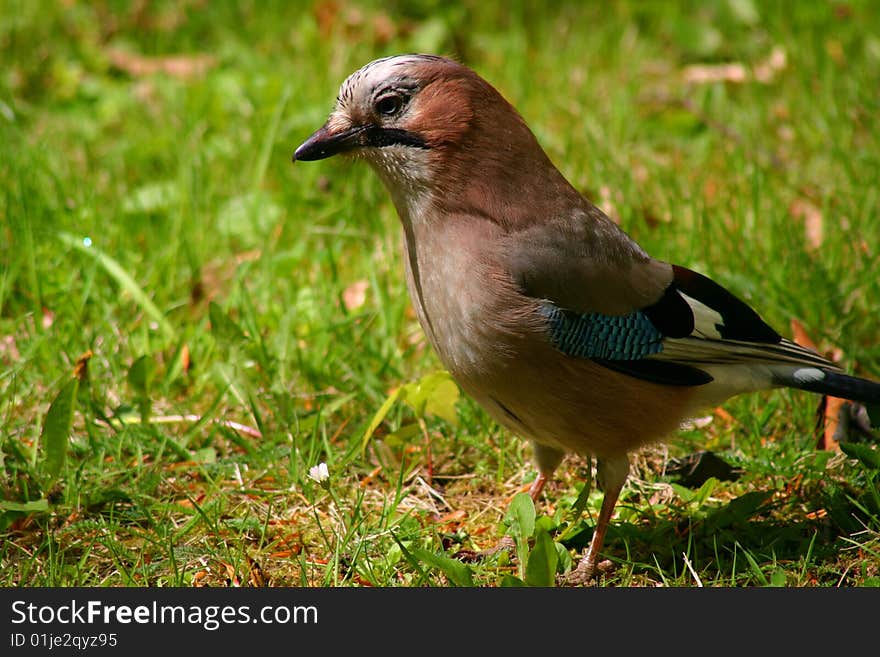 One bird - jay (Garrulus glandarius)