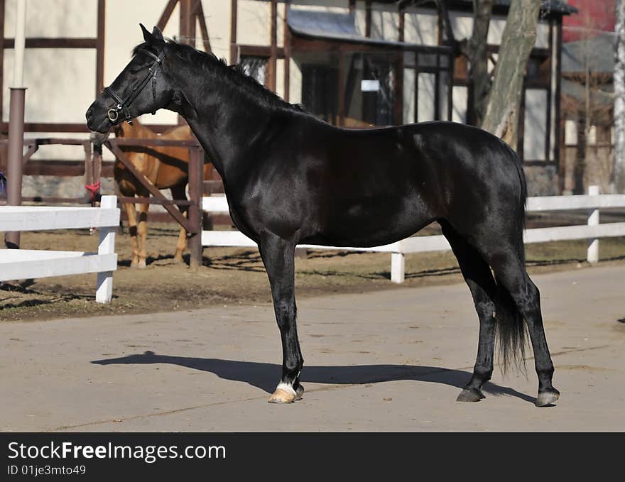 Beautiful horse in front of a white building