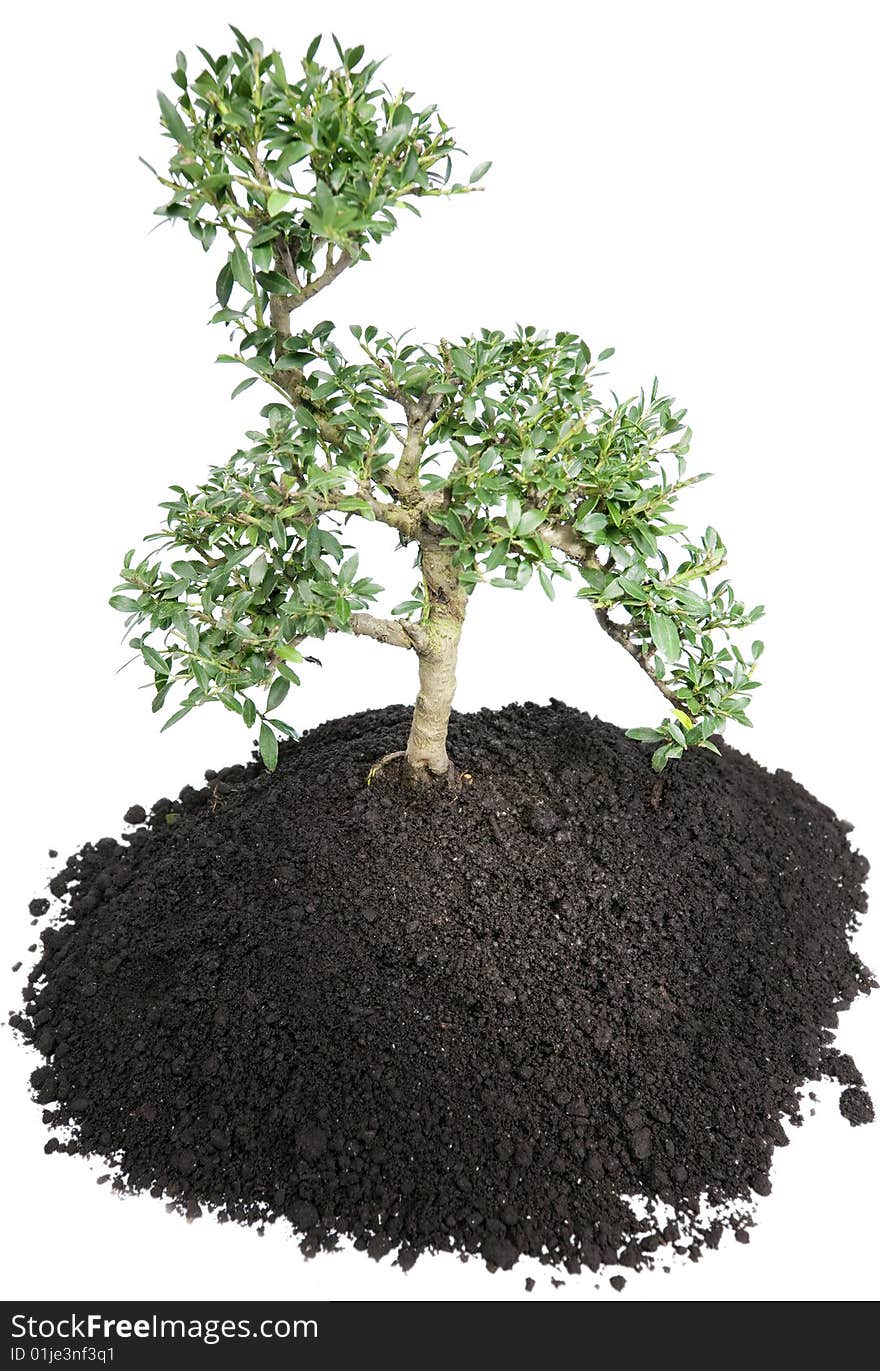 Bonsai tree on white