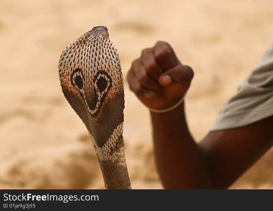 Snake head and human fist