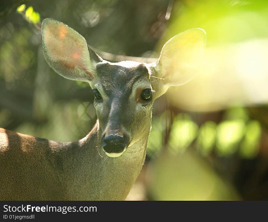 Sunplay in deer image