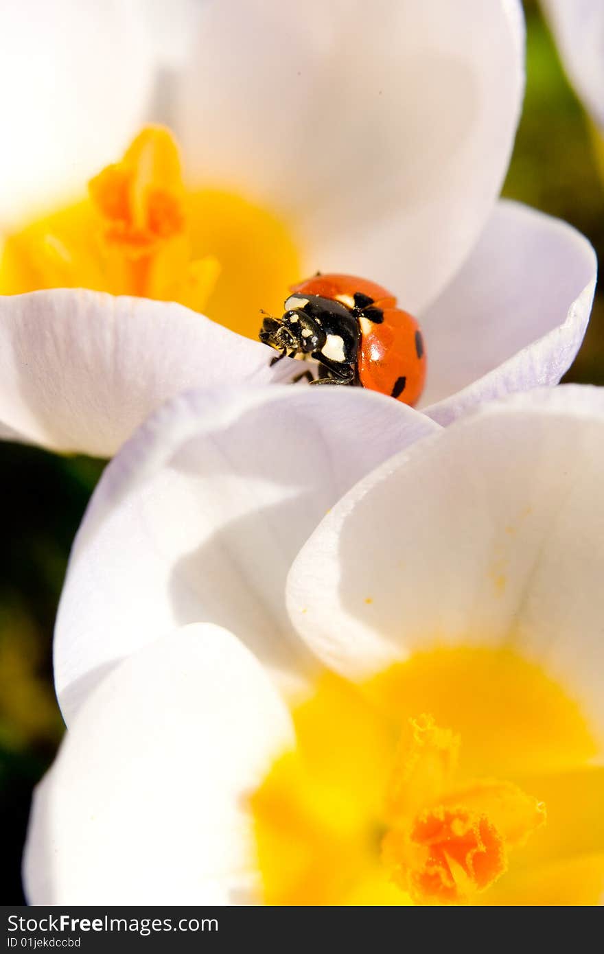 Ladybird in white flowers closeup shot