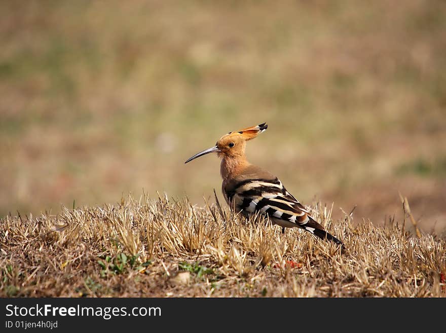 Hoopoe