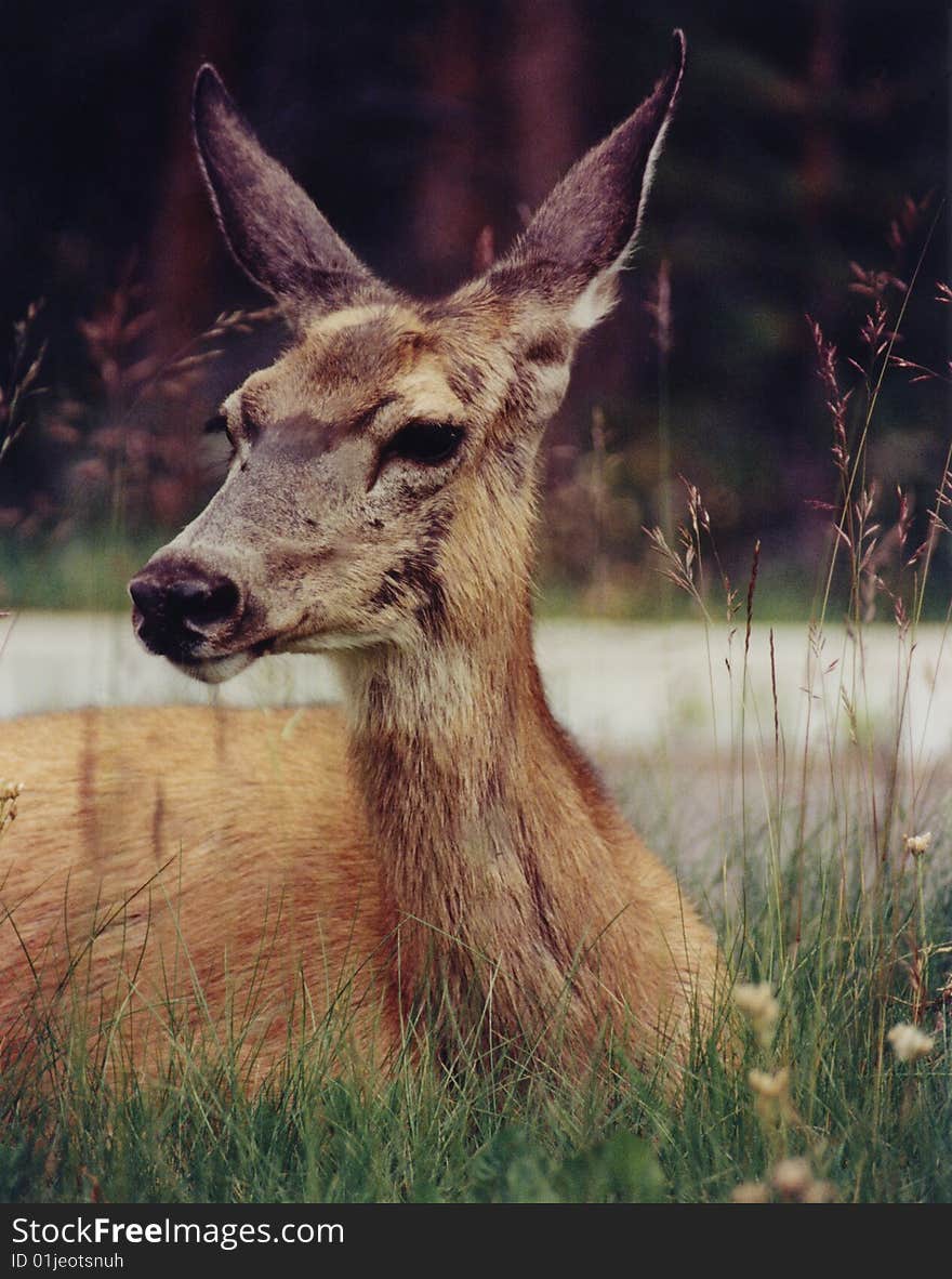 Close up of a fawn early morning.