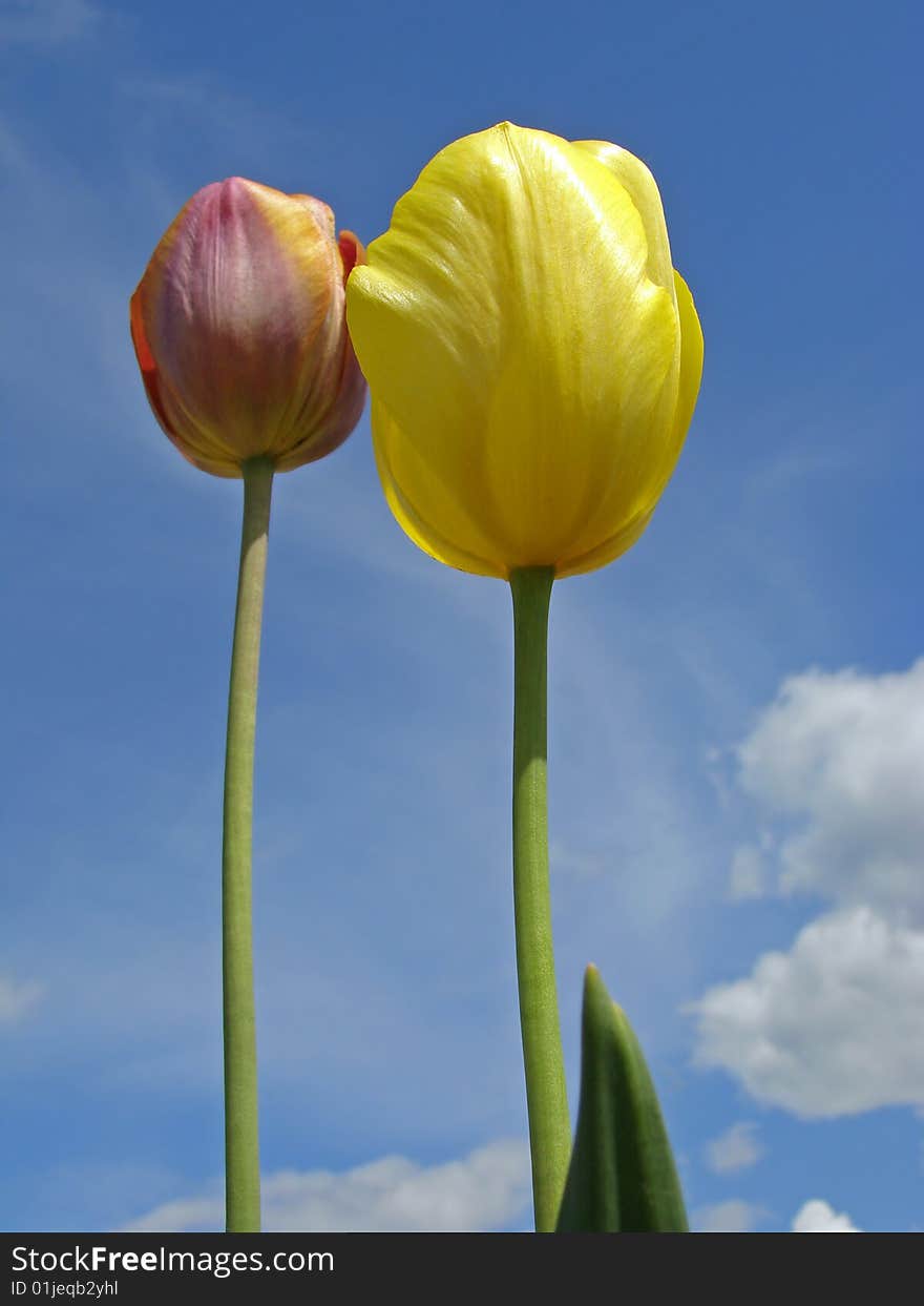 Two tulips