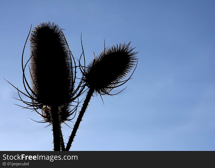 Dried wild thistles sillhouette against a blue sky