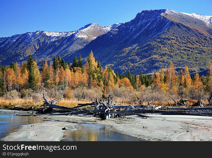 Forest with mountain and rivers,xinjiang,china. Forest with mountain and rivers,xinjiang,china