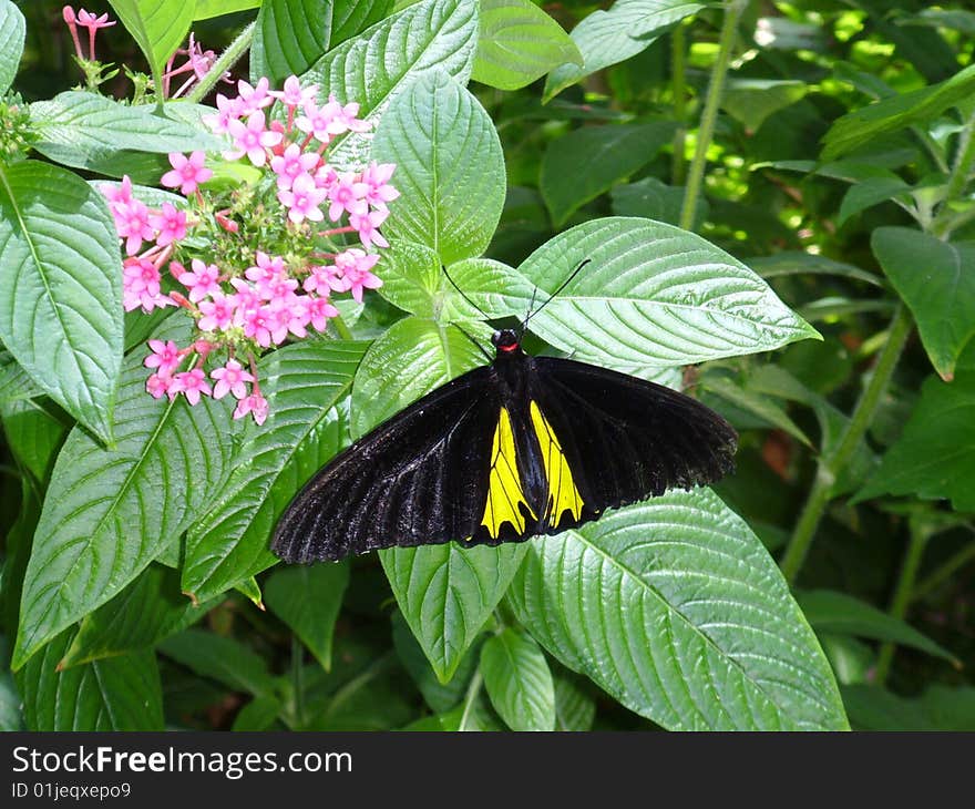 Butterfly resting on the leaps