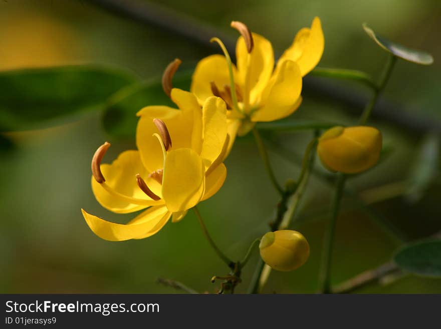 Yellow flower