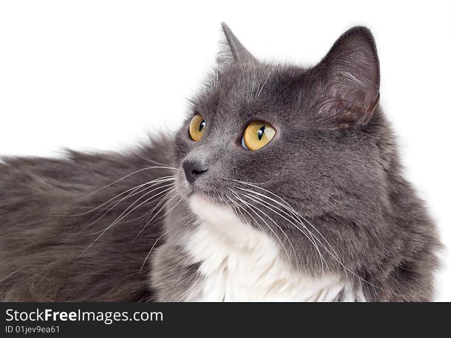 Furry grey cat looks into space