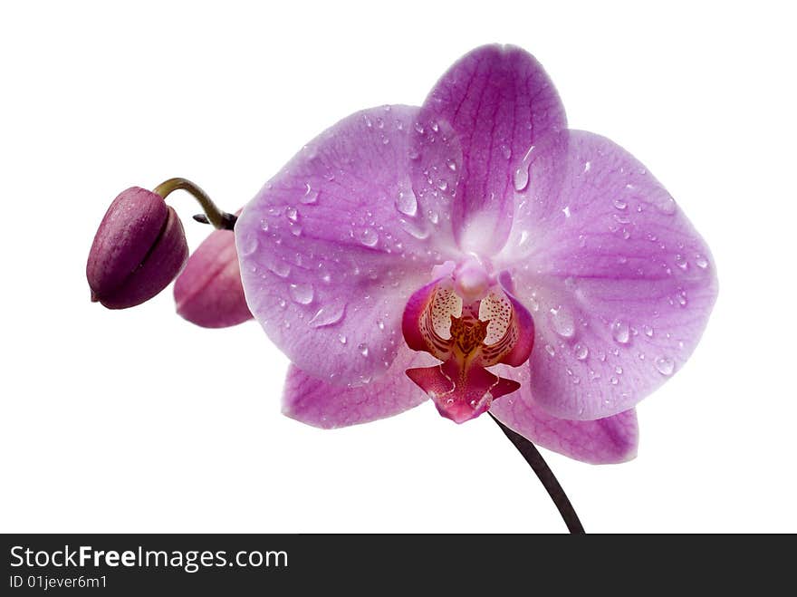 Pink  fresh  orchid