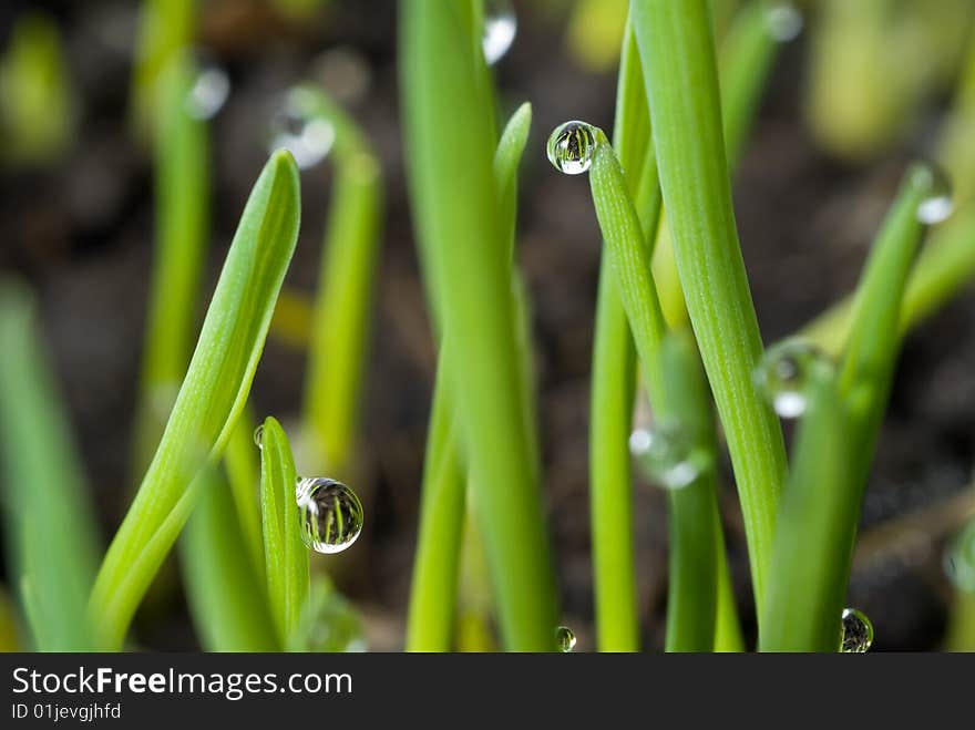 Green grass with large dew drops. Green grass with large dew drops