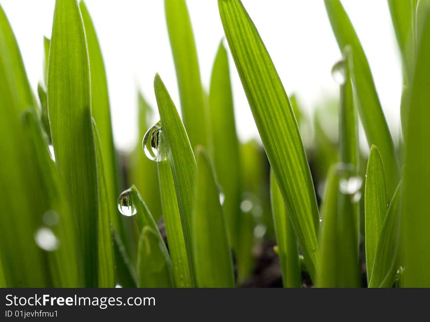 Green grass with large dew drops. Green grass with large dew drops