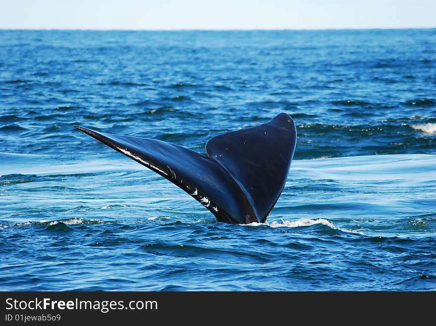 Rightwhale tail