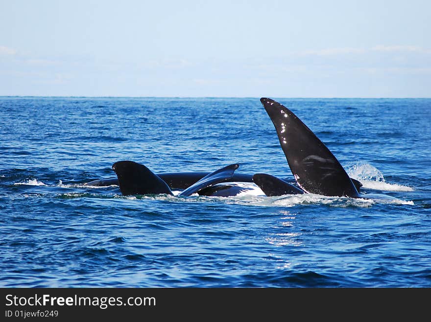 Courtship ritual of the rightwhales