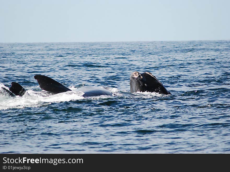 The courtship ritual of the rightwhale. The courtship ritual of the rightwhale