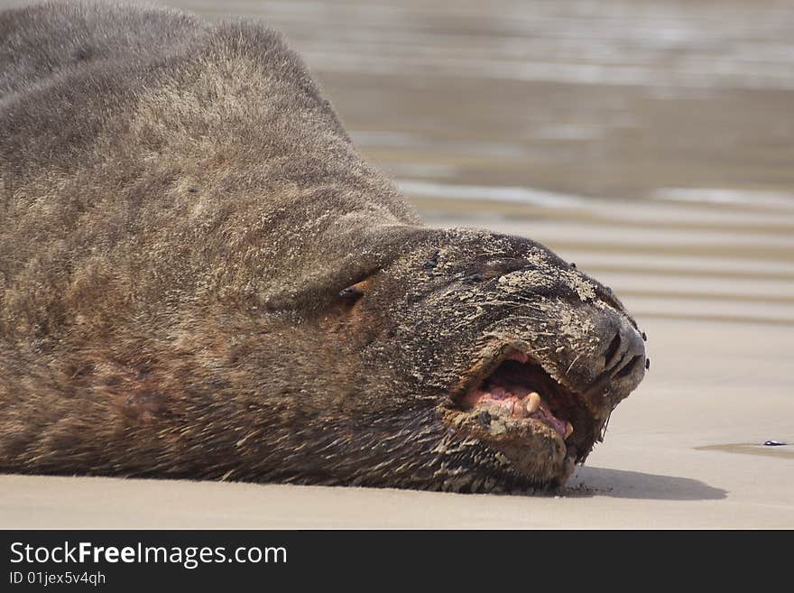 Old male sealion resting at Canibal beach New Zealand. Old male sealion resting at Canibal beach New Zealand.