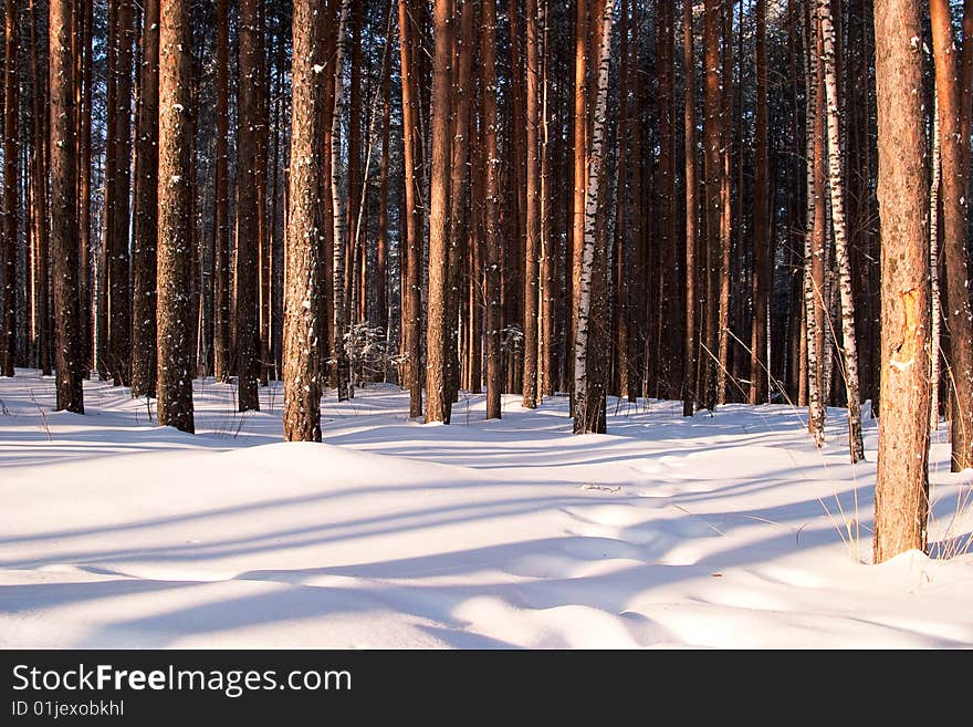 Winter pine forest as background. Morning low light. Winter pine forest as background. Morning low light.