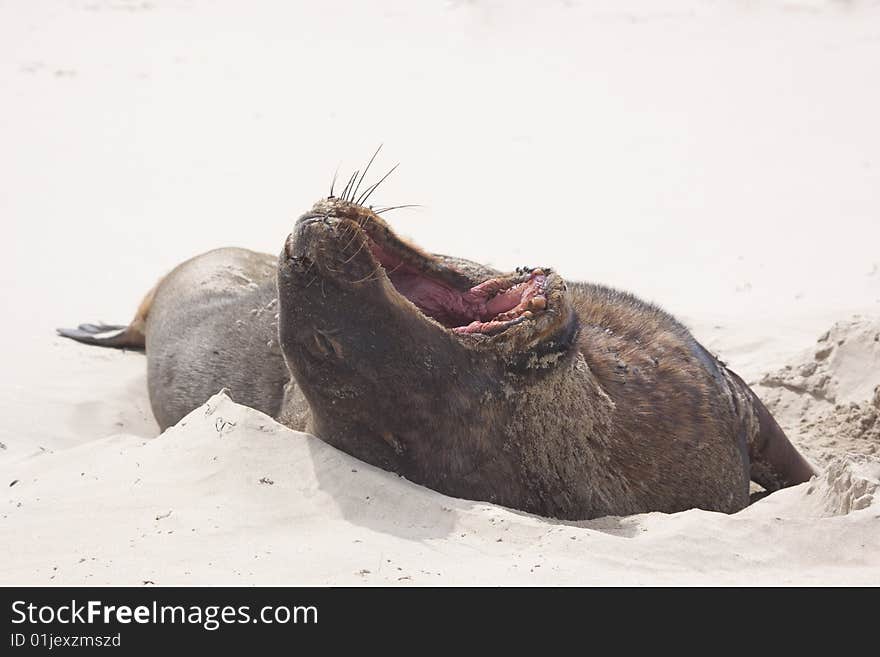 Old male sealion resting and yawning at Canibal beach New Zealand. Old male sealion resting and yawning at Canibal beach New Zealand.