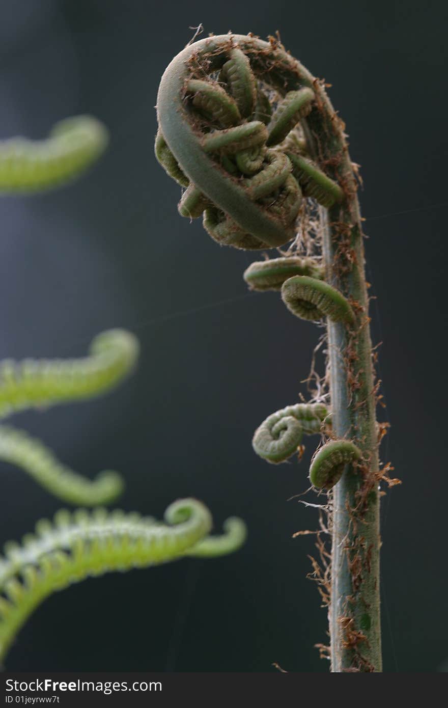 Large fern in Madagascar Rainforest - in Fiddlehead early spring. Large fern in Madagascar Rainforest - in Fiddlehead early spring.