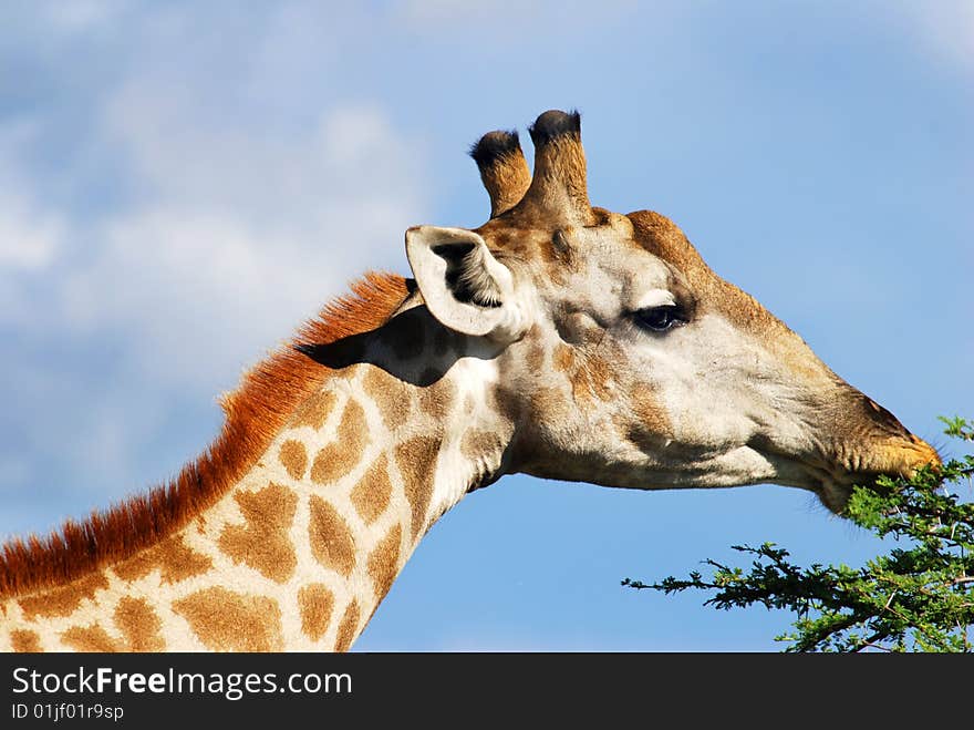 A Mature girraffe eating leaves. A Mature girraffe eating leaves