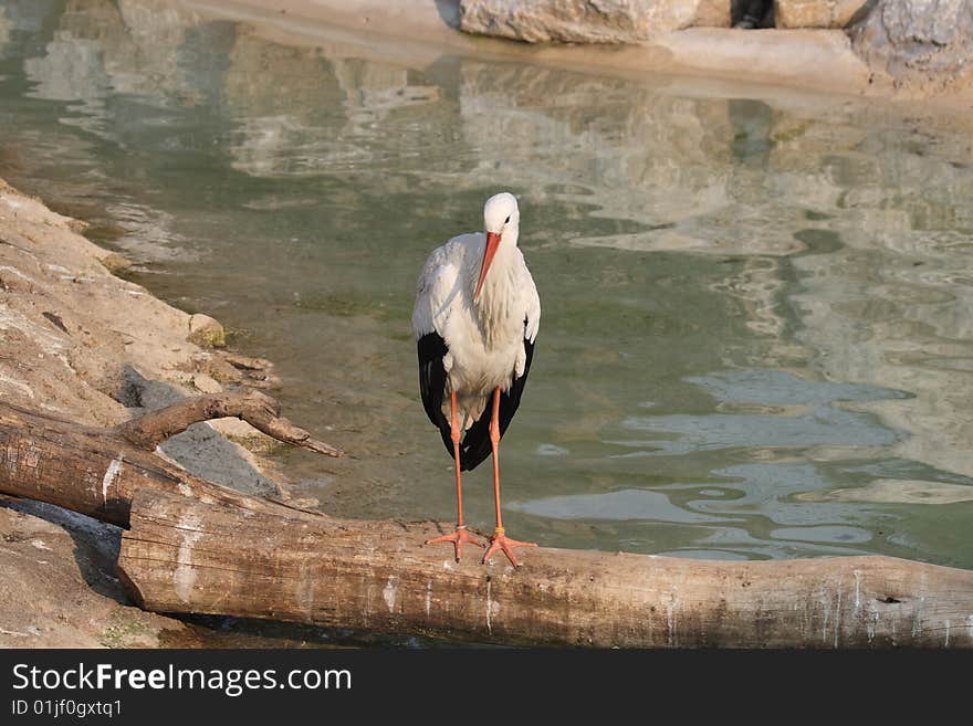 Stork