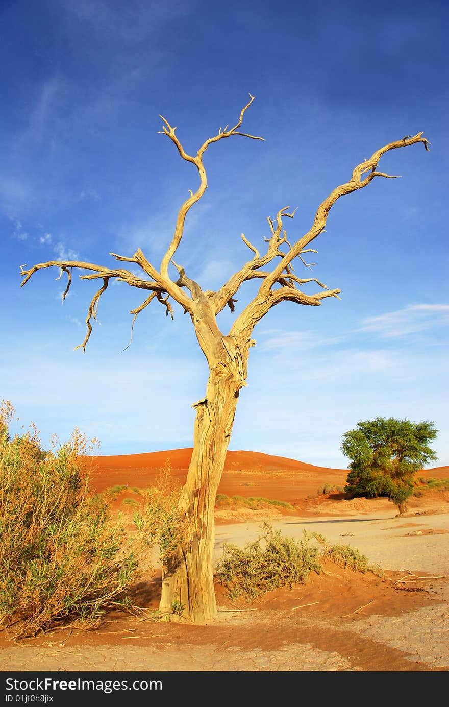 An old tree at Sossusvlei with dunes in the background. An old tree at Sossusvlei with dunes in the background