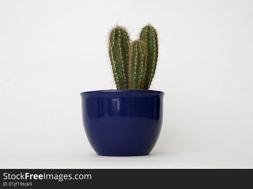 Green cactus in the blue tub isolated on white background; In nature to be found in Mexico, Texas and Oklahoma. Green cactus in the blue tub isolated on white background; In nature to be found in Mexico, Texas and Oklahoma