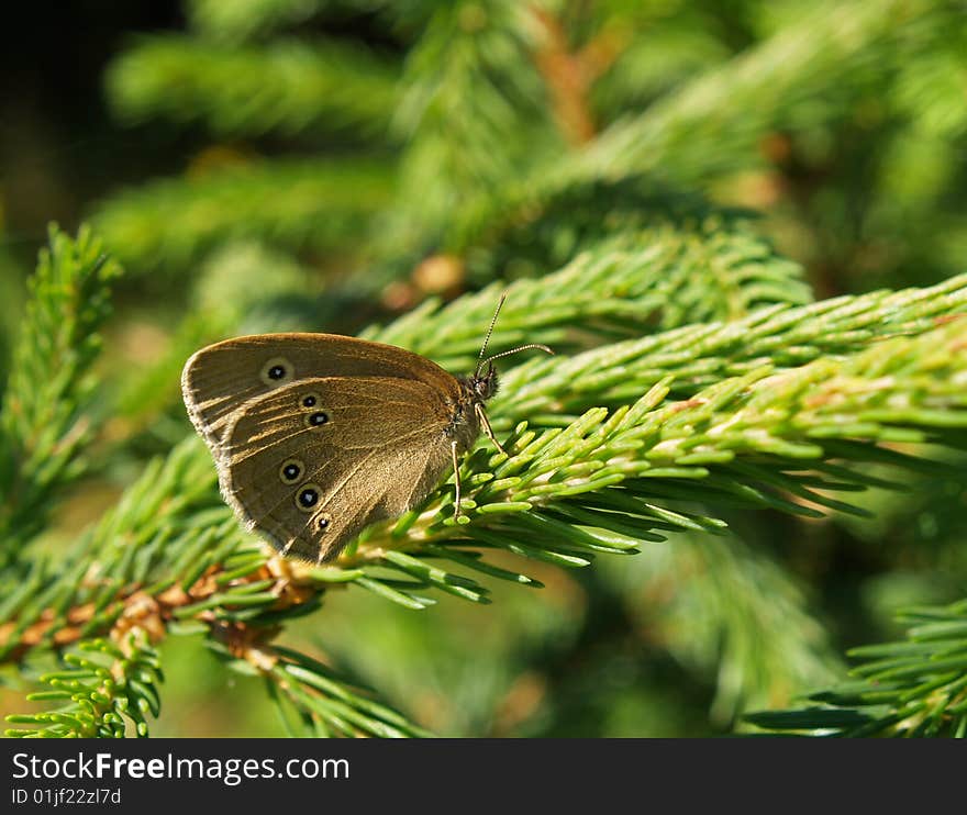 Ringlet butterfly sitting on spruce branch