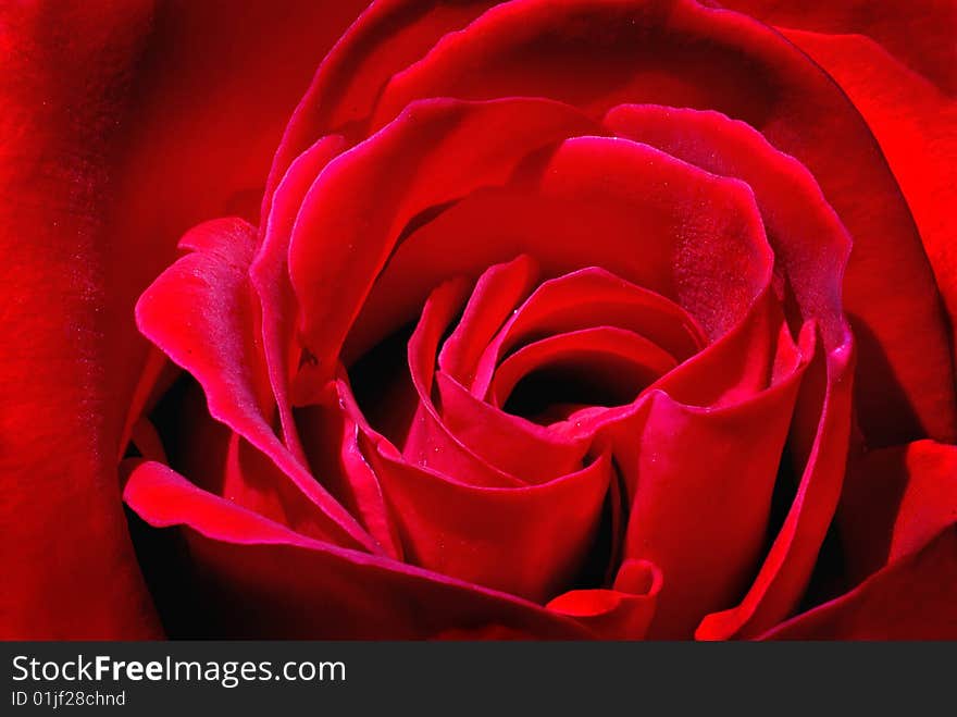 Closeup of a red rose. Closeup of a red rose