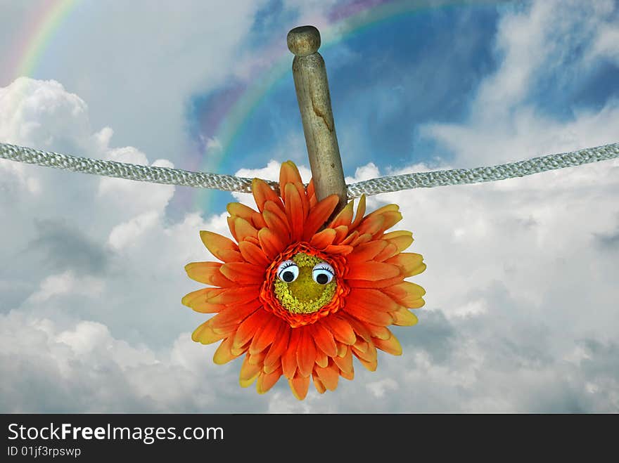 Single gerbera daisy with eyeball handing by an old clothespin. Single gerbera daisy with eyeball handing by an old clothespin.