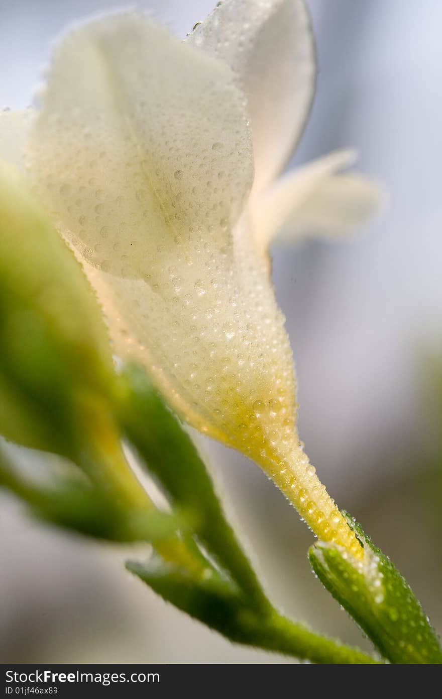 Beautiful white lily with water drops